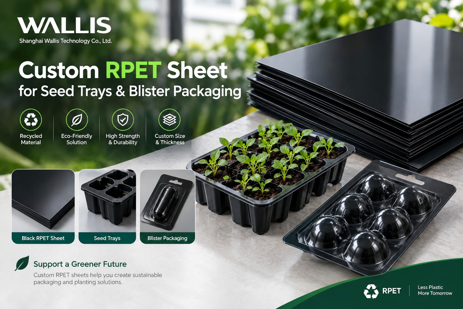 Custom RPET Sheet for Seed Trays and Blister Packaging 종자 트레이 및 블리스터 포장을 위한 맞춤형 RPET 시트